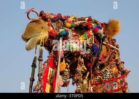 Dekoriertes Kamel, Pushkar Fair, Kamel Fair, Kartik Mela, Pushkar Mela, Pushkar, Ajmer, Rajasthan, Indien, Indianermessen Stockfoto