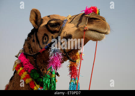 Dekoriertes Kamel, Pushkar Fair, Kamel Fair, Kartik Mela, Pushkar Mela, Pushkar, Ajmer, Rajasthan, Indien, Indianermessen Stockfoto