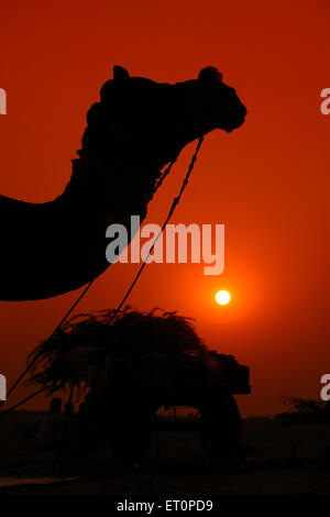 Kamel bei Sonnenuntergang, Pushkar Fair, Kamel Fair, Kartik Mela, Pushkar Mela, Pushkar, Ajmer, Rajasthan, Indien, Indianermessen Stockfoto