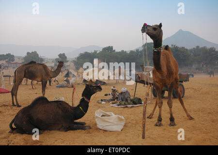 Kamele zum Verkauf, Pushkar Fair, Kamel Fair, Kartik Mela, Pushkar Mela, Pushkar, Ajmer, Rajasthan, Indien, Indianermessen Stockfoto