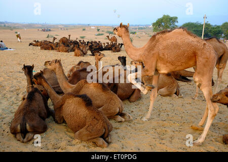 Kamele zum Verkauf, Pushkar Fair, Kamel Fair, Kartik Mela, Pushkar Mela, Pushkar, Ajmer, Rajasthan, Indien, Indianermessen Stockfoto