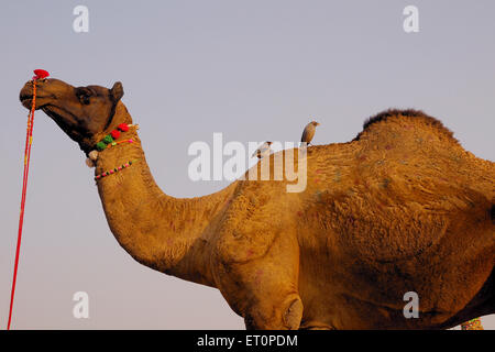 Vögel, die auf Kamelen sitzen, Pushkar Fair, Kamel Fair, Kartik Mela, Pushkar Mela, Pushkar, Ajmer, Rajasthan, Indien, Indianermessen Stockfoto