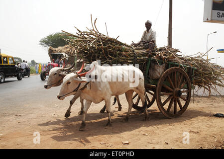 Bauer mit Zuckerrohr auf einem Ochsenkarren; Kolhapur; Maharashtra; Indien Stockfoto