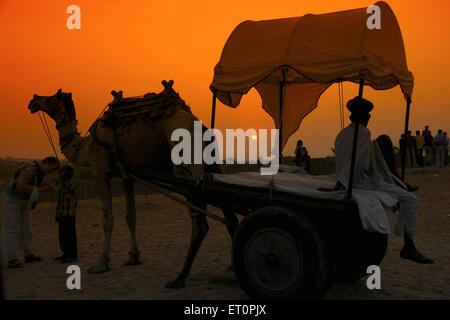 Kamel Wagen stehen bei Sonnenuntergang für Pushkar fair; Rajasthan; Indien Stockfoto