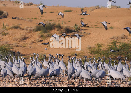 Demoiselle Crane Bird, Grus virgo, Koonj, Kurjaa, Chichan, Chechan, Phalodi, Thar Desert, Jodhpur, Rajasthan, Indien Stockfoto