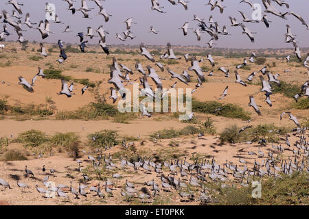 Demoiselle Crane Bird, Grus virgo, Koonj, Kurjaa, Chichan, Chechan, Phalodi, Thar Desert, Jodhpur, Rajasthan, Indien Stockfoto