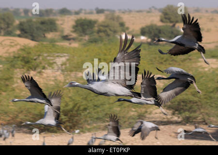 Demoiselle Crane Bird, Grus virgo, Koonj, Kurjaa, Chichan, Chechan, Phalodi, Thar Desert, Jodhpur, Rajasthan, Indien Stockfoto