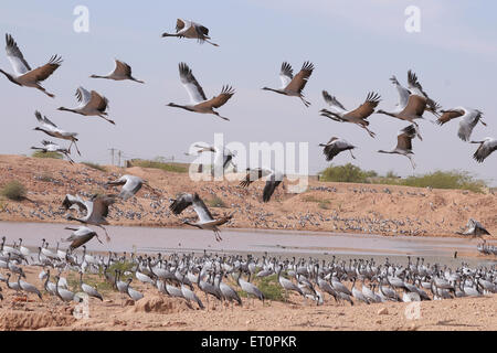 Demoiselle Crane Bird, Grus virgo, Koonj, Kurjaa, Chichan, Chechan, Phalodi, Thar Desert, Jodhpur, Rajasthan, Indien Stockfoto