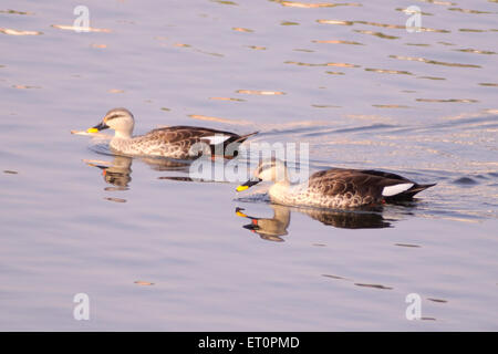 Vögel; vor Ort in Rechnung gestellt Ente Anas Poecilorhyncha paar Schwimmen im Teich; Bharatpur; Rajasthan; Indien Stockfoto