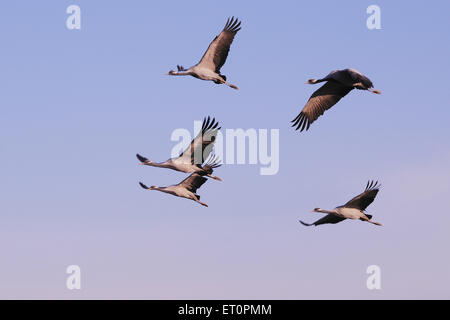 Demoiselle Kran Herde; Grus jungfrau fliegen in Himmel; Khichan; Phalodi; Jodhpur; Rajasthan; Indien; Asien; Asiatisch; Indisch Stockfoto