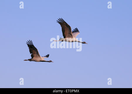 Vögel; Demoiselle Kran Grus Virgo fliegen in den Himmel; Khichan; Phalodi; Jodhpur; Rajasthan; Indien Stockfoto