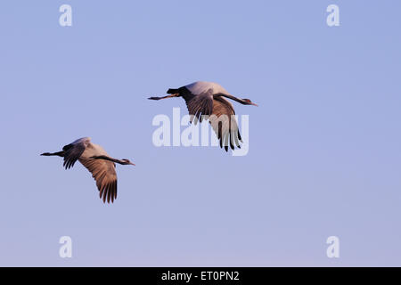 Demoiselle Crane Bird, Grus virgo, Koonj, Kurjaa, Chichan, Chechan, Phalodi, Thar Desert, Jodhpur, Rajasthan, Indien Stockfoto