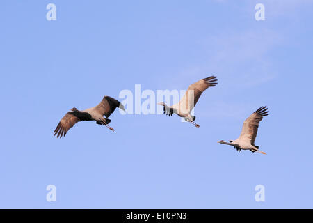 Demoiselle Crane Bird, Grus virgo, Koonj, Kurjaa, Chichan, Chechan, Phalodi, Thar Desert, Jodhpur, Rajasthan, Indien Stockfoto