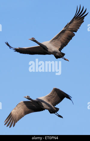 Demoiselle Crane Bird, Grus virgo, Koonj, Kurjaa, Chichan, Chechan, Phalodi, Thar Desert, Jodhpur, Rajasthan, Indien Stockfoto