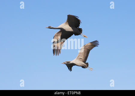 Demoiselle Crane Bird, Grus virgo, Koonj, Kurjaa, Chichan, Chechan, Phalodi, Thar Desert, Jodhpur, Rajasthan, Indien Stockfoto