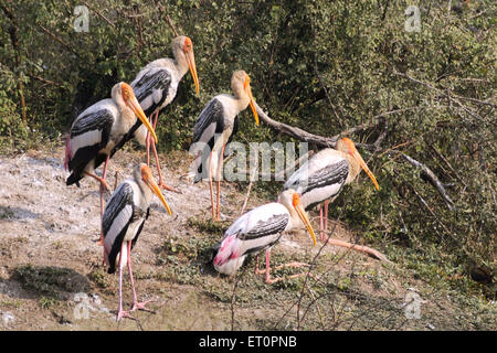 Bemalte Storchvögel, Mycteria leucocephala, Bharatpur Bird Sanctuary, Keoloadev National Park, Bharatpur, Rajasthan, Indien Stockfoto