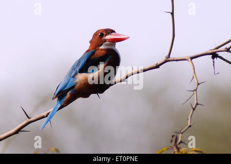 Vögel; weiße breasted Kingfisher halcyon Smyrnensis auf Ast; Bharatpur; Rajasthan; Indien Stockfoto