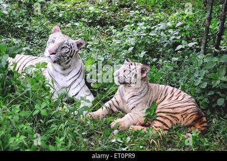 Weibliche weiße Tiger Panthera Tigris mit Cub ruht im Nationalpark Safari sitzen; Bangalore; Karnataka; Indien Stockfoto