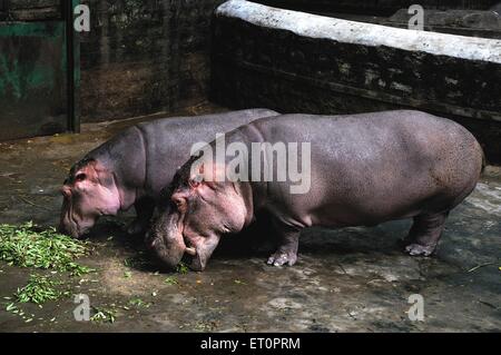 Hippopotamus, der Gras frisst; Bannerghatta Safari; Bannerghatta Zoo; Biological Park; Bangalore; Bengaluru; Karnataka; Indien Stockfoto