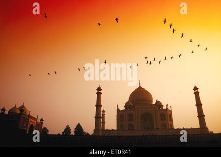 Vögel fliegen in den Himmel über Taj Mahal bei Sonnenuntergang; Agra; Uttar Pradesh; Indien Stockfoto