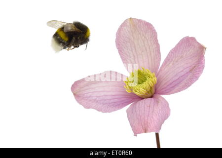 Hummel auf lila Blume landet. Isoliert auf weißem Hintergrund. Stockfoto