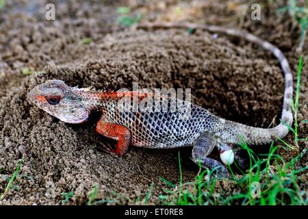 Chamäleon Legeheier, Chamäleons, Chamaeleonidae, Legeheier, Eidechse legt Eier Stockfoto