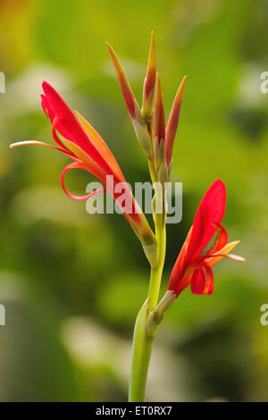 Gladiolusblüte, Blütenpflanze, Schwerterlilie Stockfoto