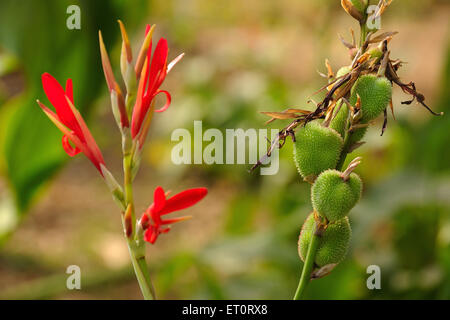 Gladiolusblüte, Blütenpflanze, Schwerterlilie Stockfoto