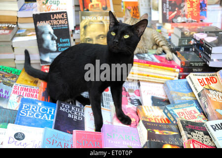 Schwarze Katze sitzt auf Büchern Stockfoto