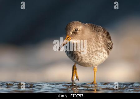 Meerstrandläufer (Calidris Maritima), unter der Küste, Suffolk, UK. Stockfoto