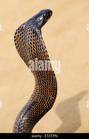 Kobra Schlange in aggressive Stellung; Rajasthan; Indien Stockfoto