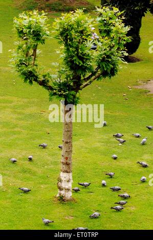 Tauben um Baum in Mughal Garten Nishat Bagh; Srinagar; Jammu und Kaschmir; Indien Stockfoto