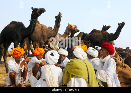 Kamele in Pushkar fair; Rajasthan; Indien Herr #786 Stockfoto