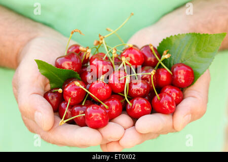 Kirschen auf Händen. Stockfoto