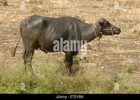 buffalo Unband Stand, Donje, Pune, Maharashtra, Indien Stockfoto