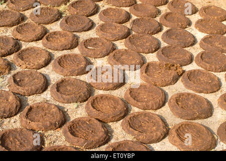 Kuhdung Kuchen trocknen, Donje, Pune, Maharashtra, Indien Stockfoto