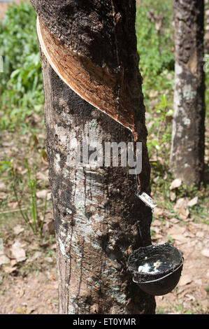 Gummi ficus elastica saft fallen in Topf; Ponmudi; Trivandrum; Thiruvananthapuram; Kerala; Indien; Asien Stockfoto