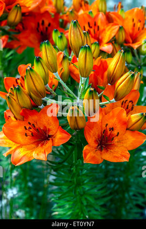 Lily, Lilien, Lilium bulbiferum, Orange Lilie, Lilie Stockfoto