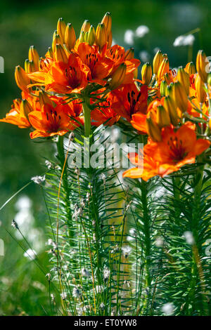 Lily, Lilien, Lilium bulbiferum, Orange Lilie, Lilie Stockfoto