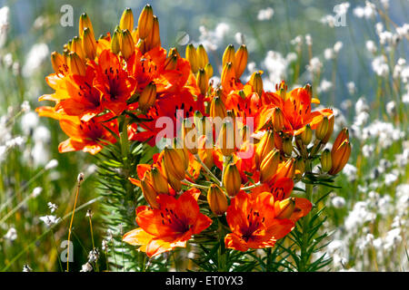 Lily, Lilien, Lilium bulbiferum, Orange Lilie, Lilie Garten Blumen Stockfoto