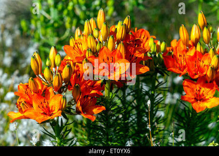 Lilium bulbiferum, Orange Lilie, Lilie, Lilien Stockfoto