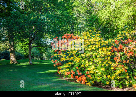 Rhododendren auf dem Bowood Anwesen in Wiltshire. Stockfoto