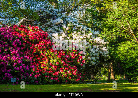 Rhododendren auf dem Bowood Anwesen in Wiltshire. Stockfoto