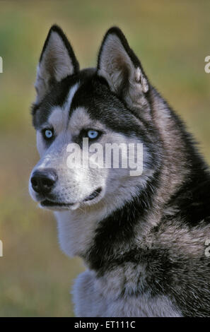 Sibirischer Husky, männliches Erwachsenenporträt Stockfoto