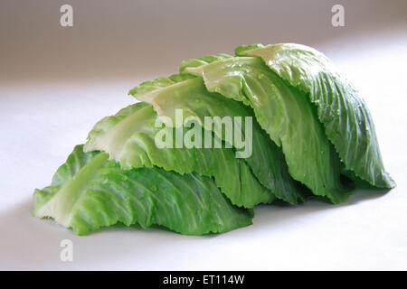 Grünes Gemüse; Wassertropfen auf Pattagobi Kohl auf weißem Hintergrund Stockfoto