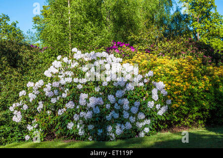 Rhododendren auf dem Bowood Anwesen in Wiltshire. Stockfoto