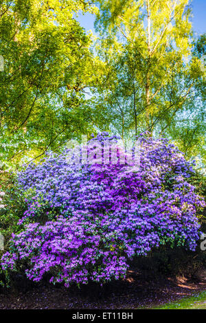 Rhododendren auf dem Bowood Anwesen in Wiltshire. Stockfoto