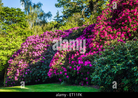 Rhododendren auf dem Bowood Anwesen in Wiltshire. Stockfoto