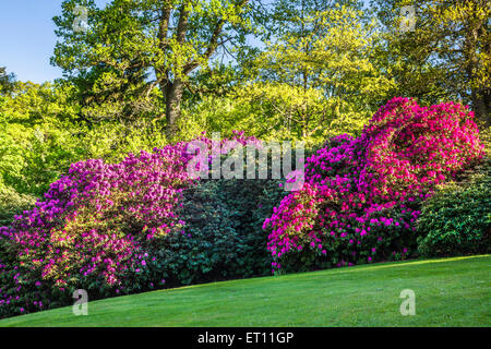 Rhododendren auf dem Bowood Anwesen in Wiltshire. Stockfoto