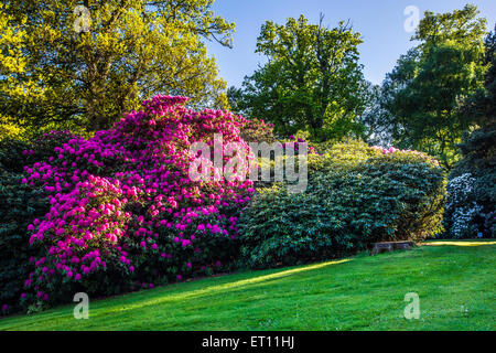 Rhododendren auf dem Bowood Anwesen in Wiltshire. Stockfoto